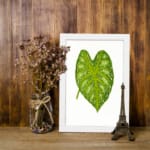 Heart-shaped green leaf with yellow-green veins on white background, framed in white – vintage botanical wall art. displayed on the wall