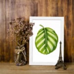 Vintage botanical wall art of a single striped green leaf with light and dark shades, set on a white background with a white frame. displayed on the wall