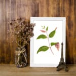 Vintage wall art featuring a leafy botanical branch with green and pink-tinted leaves on a white background, framed in white. displayed on the wall