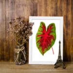 Vintage wall art showing a green leaf with bold red veins on a white background, framed in white. displayed on the wall