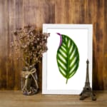 Vintage wall art featuring a green leaf with white stripes and a hint of purple on the edge, set against a white background with white frame. displayed on the wall
