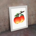 Vintage wall art of red and yellow apples with green leaves on a white background. displayed on the wall