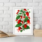 Infidu vintage wall art of red bell-shaped flowers with green leaves on a white background, framed in white. displayed on the wall