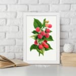 Vintage wall art of ripe red and pink raspberries with green leaves on a white background, framed in white. displayed on the wall