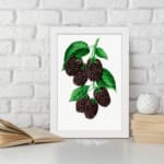 Infidu Dark Berry Cluster Botanical Vintage Wall Art with dark berries and green leaves framed in white. displayed on the wall