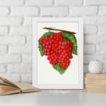 Vintage wall art of red grapes on a vine with green leaves and a white background, framed in white. displayed on the wall