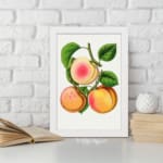 Vintage peach fruit wall art with soft orange and pink tones, green leaves, and a sliced peach on a white background. displayed on the wall