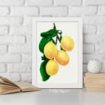 Vintage art of four yellow lemons with green leaves on a white background, framed in white. displayed on the wall