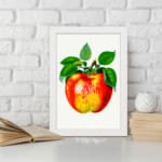 Vintage apple wall art featuring a red, yellow, and green apple with green leaves on a white background and a white frame. displayed on the wall