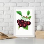 Vintage wall art with ripe red cherries and green leaves on a white background. displayed on the wall