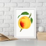 Ripe golden peach with green leaves on a white background, vintage wall art. displayed on the wall