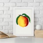 Vintage botanical wall art print of a ripe peach with green leaves on a white background. displayed on the wall