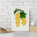 Vintage art of golden yellow grapes and green leaves on a vine in botanical illustration style. displayed on the wall