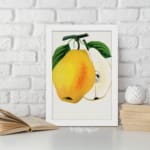 Vintage wall art of a yellow pear with a sliced half, green leaves, and a white background in a botanical illustration style. displayed on the wall
