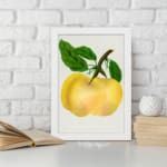 Vintage botanical wall art of a golden yellow fruit with green leaves on a white background. displayed on the wall