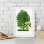 Vintage botanical wall art of a green plant with two distinct leaf types on a white background. displayed on the wall