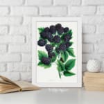 Vintage wall art print of ripe blackberries with green leaves on a white background in classic botanical style. displayed on the wall