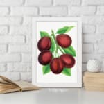Infidu vintage wall art print of deep red plums with green leaves on a white background in classic botanical illustration style. displayed on the wall