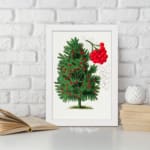 Botanical illustration of a red berry tree with green leaves and vivid red berries on a white background. displayed on the wall