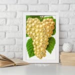 Vintage art of golden yellow grapes with green leaves on a white background. displayed on the wall