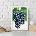 Vintage botanical wall art showing dark purple grapes with green leaves on a white background. displayed on the wall