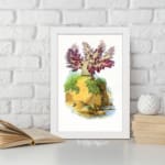 Vintage wall art of a plant with purple and red leaves on a mossy rock, set against a cream background and framed in white. displayed on the wall