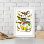 Vintage wall art featuring a collection of colorful butterflies and moths with intricate wing patterns, resting on leaves and twigs. displayed on the wall