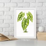 Vintage wall art of a small plant with five heart-shaped green leaves and white spots, framed in white on a plain white background. displayed on the wall