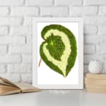 Green leaf with creamy white swirl pattern, detailed texture, on white background, framed in white – Infidu vintage botanical wall art. displayed on the wall
