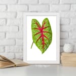 Vintage botanical art of a green leaf with red veins and white spots, framed in white on a plain white background. displayed on the wall
