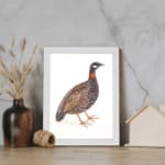 Vintage wall art of a speckled bird with brown, black, and white feathers, framed in white, ideal for nature-themed spaces. displayed on the wall