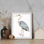 Vintage heron bird illustration with soft blue, black, and white feathers. Framed in white, offering classic nature-inspired wall art. displayed on the wall