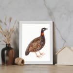 Detailed illustration of a speckled ground bird with a reddish-orange neck and black-and-white face, set on a white background. displayed on the wall in a white frame