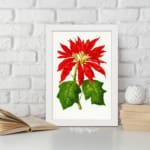 Vintage wall art of a red poinsettia flower with green leaves on a white background, framed in white. displayed on the wall in a black frame