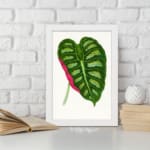 Heart-shaped tropical leaf in green with a pink stripe, set on a white background with a white frame. displayed on the wall