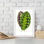 Infidu Vibrant Green and Purple Leaf Vintage Wall Art featuring bright green and purple leaves with natural detailed patterns. displayed on the wall