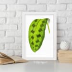 Vintage wall art featuring a green leaf with dark oval markings on a white background, framed in white. displayed on the wall in a white frame