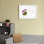 Vintage botanical art of a blooming cactus with purple flowers and pencil sketch detail on white background. displayed on the wall in a white frame