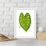 Heart-shaped green leaf with yellow-green veins on white background, framed in white – vintage botanical wall art. displayed on the wall