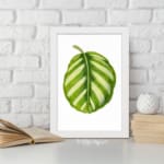 Vintage botanical wall art of a single striped green leaf with light and dark shades, set on a white background with a white frame. displayed on the wall