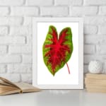 Vintage wall art showing a green leaf with bold red veins on a white background, framed in white. displayed on the wall