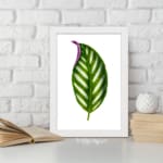 Vintage wall art featuring a green leaf with white stripes and a hint of purple on the edge, set against a white background with white frame. displayed on the wall