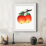 Vintage wall art of red and yellow apples with green leaves on a white background. displayed on the wall
