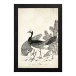 Black-and-white vintage peacock illustration with fine details in a classic artistic style, framed for elegant wall decor. hung on the wall