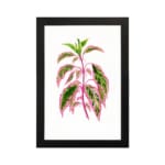 Botanical illustration of pink and green pointed leaves on a white background in vintage art style. hung on the wall