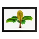 Vintage wall art of a banana plant with green and yellow leaves on a white background, framed in black for an elegant touch. hung on the wall