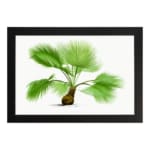 Vintage botanical wall art with a green palm plant, detailed leaves, and a brown base on a white background, framed in black for an elegant touch. hung on the wall