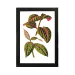 Vintage botanical wall art with green leaves and bright pink veins on a white background. hung on the wall