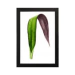 Infidu vintage wall art featuring a unique two-tone leaf with deep purple and rich green hues against a plain white background. hung on the wall on a white background