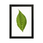 Infidu vintage wall art featuring a single bold green leaf with white veins on a white background and black frame. hung on the wall